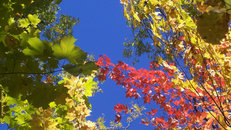 Autumn Leaves Against Blue Sky — Red