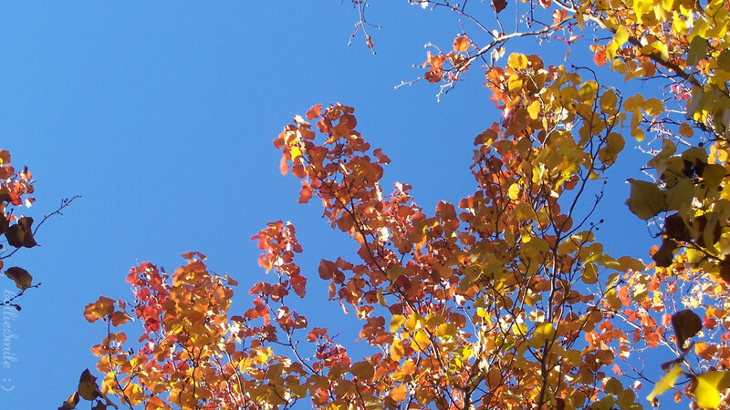 Autumn Leaves Against Blue Sky — Serene