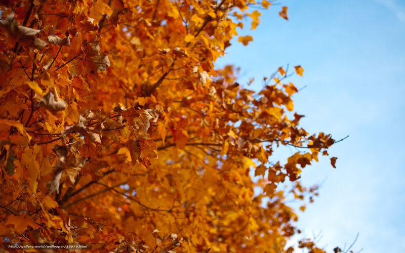 Autumn leaves against blue sky