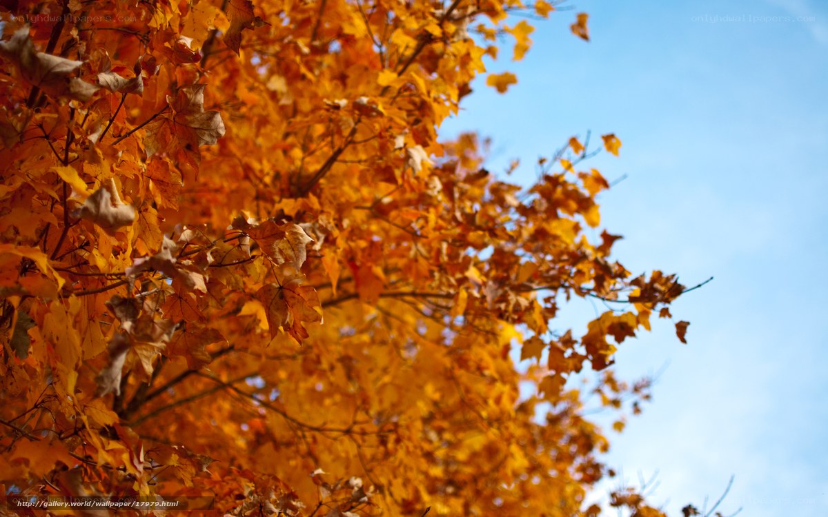 Autumn leaves against blue sky