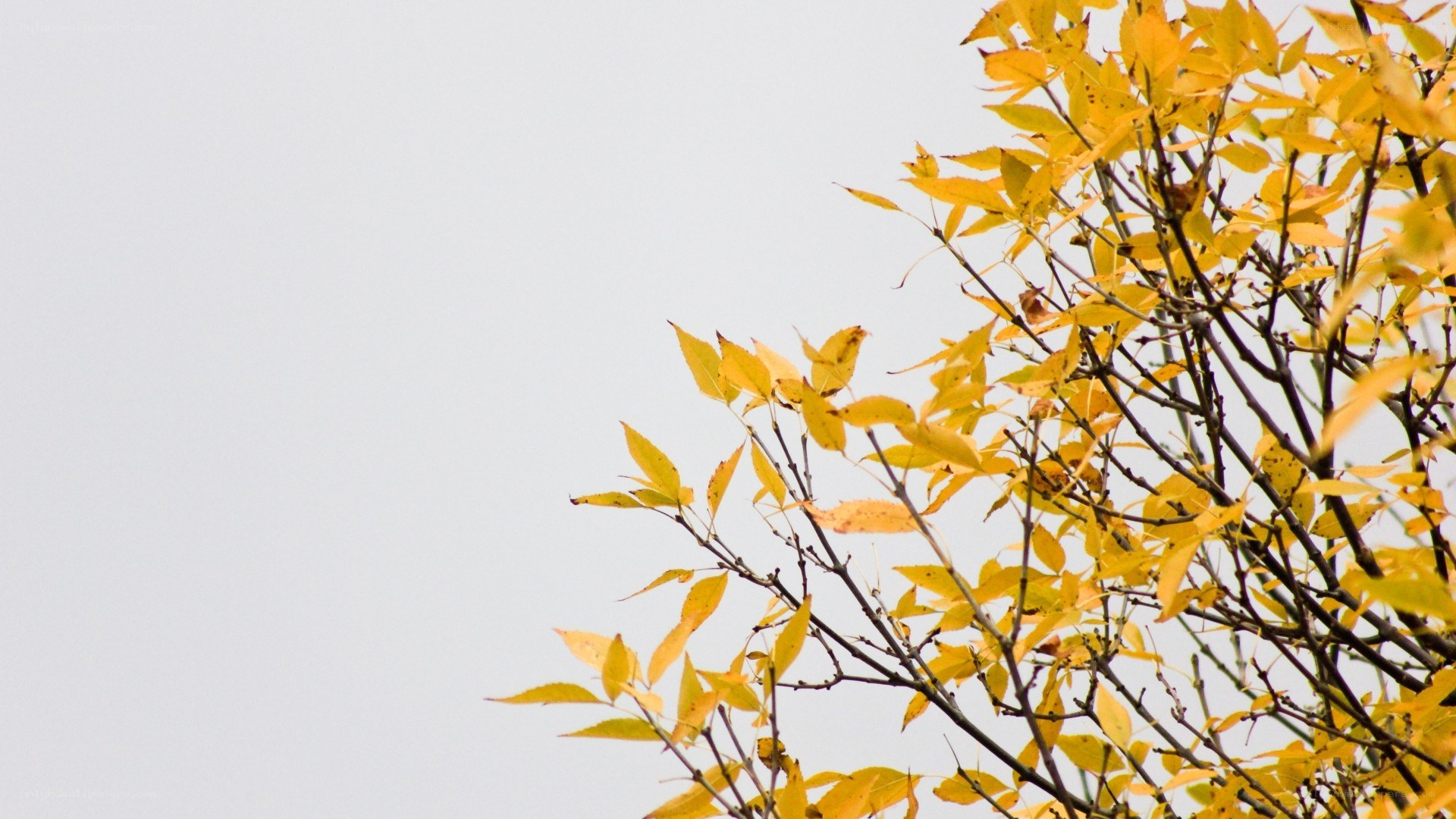 autumn leaves against gray sky
