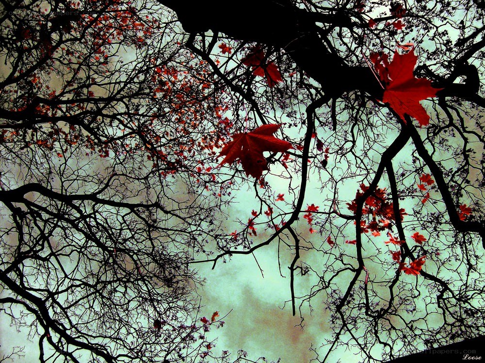 Autumn leaves against sky
