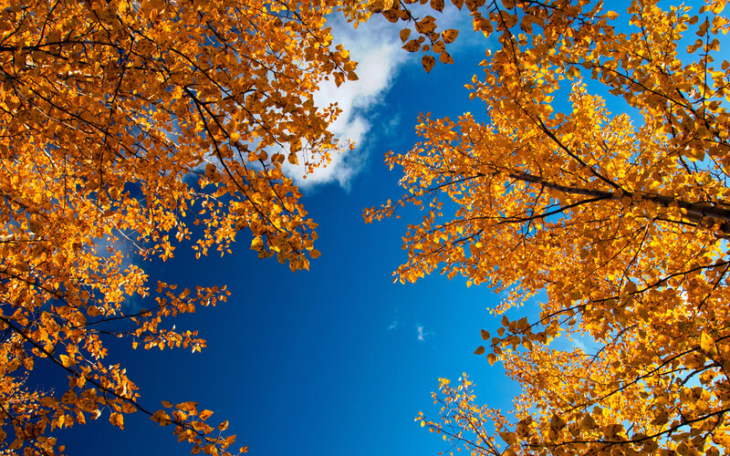Autumn Leaves Against Sky — Blue, Serene