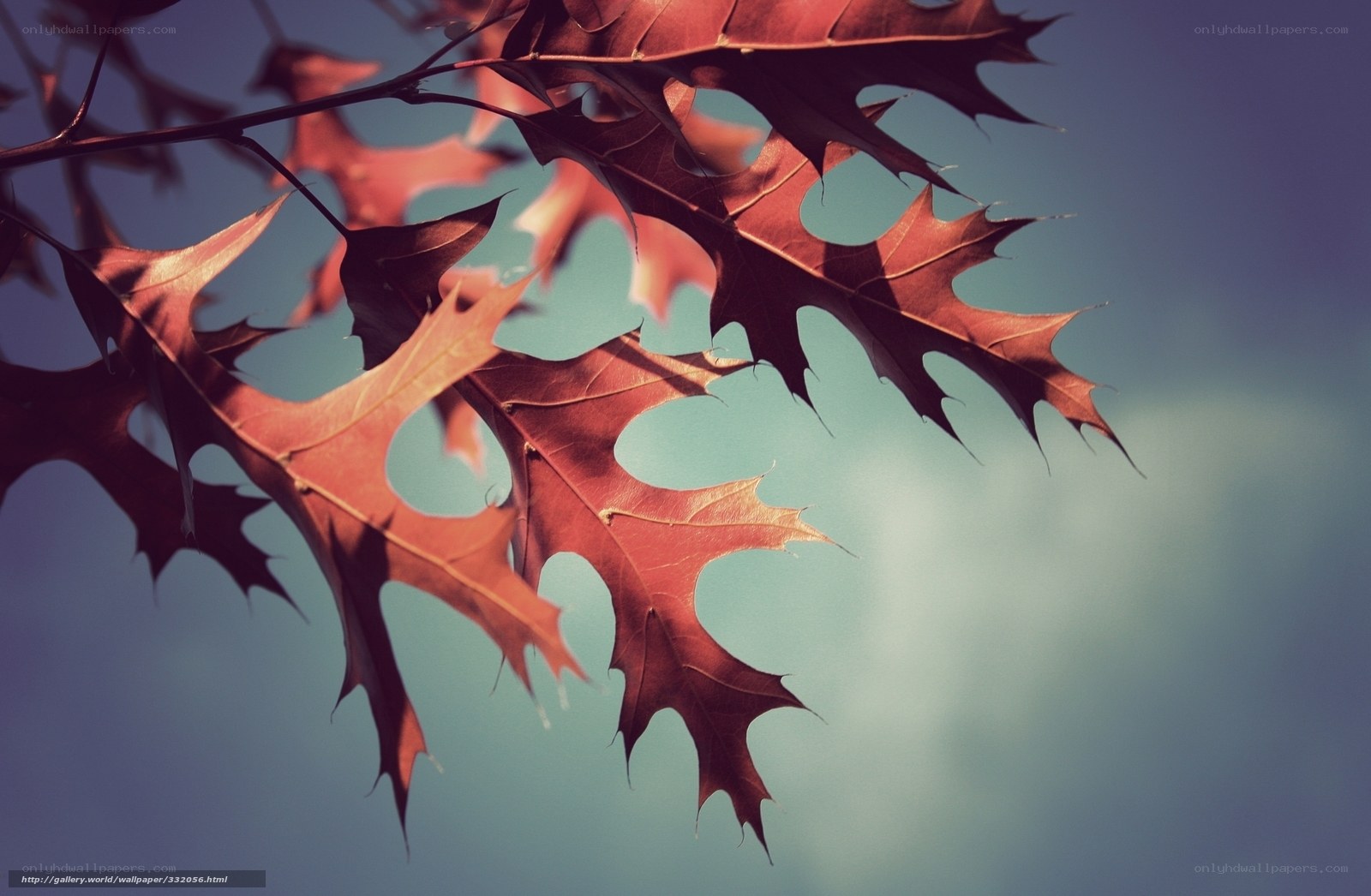 autumn leaves against sky