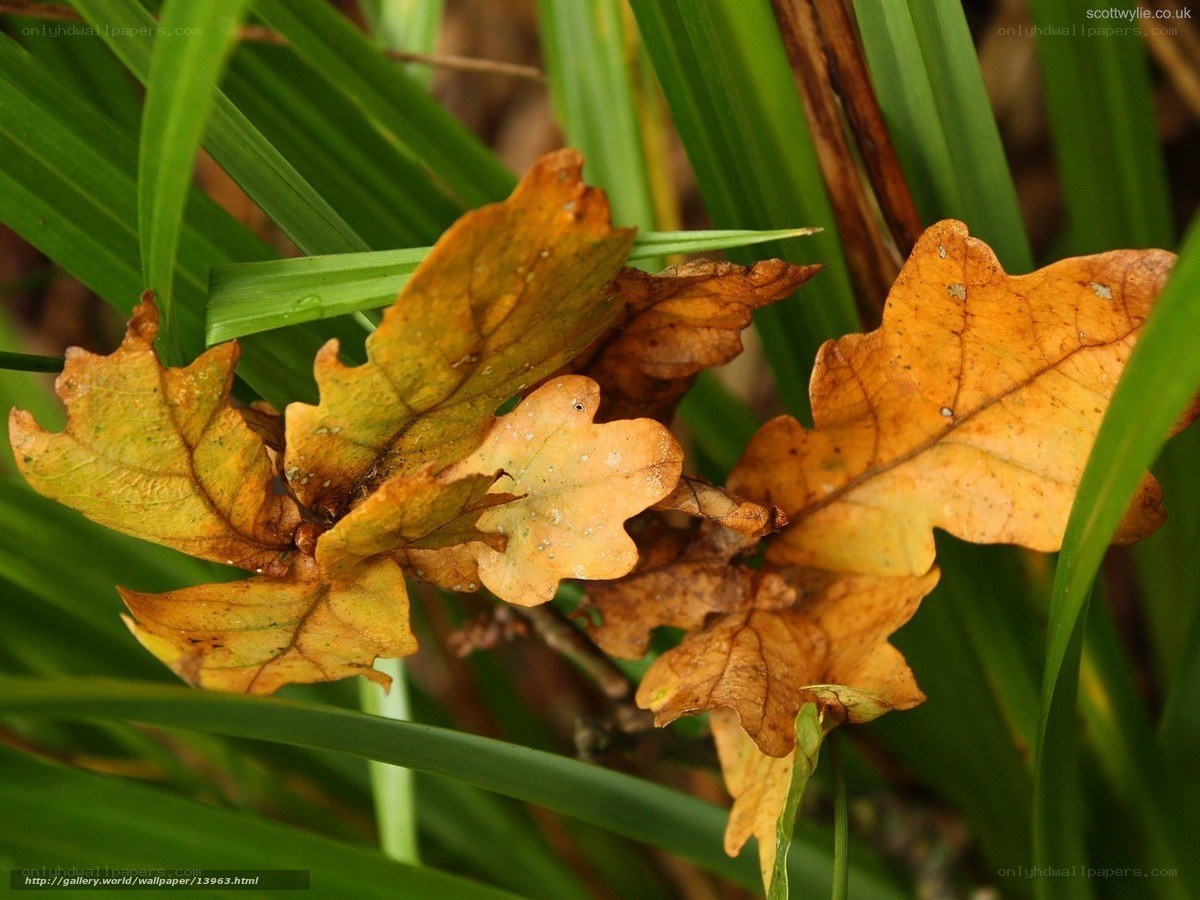 Autumn leaves among green grass