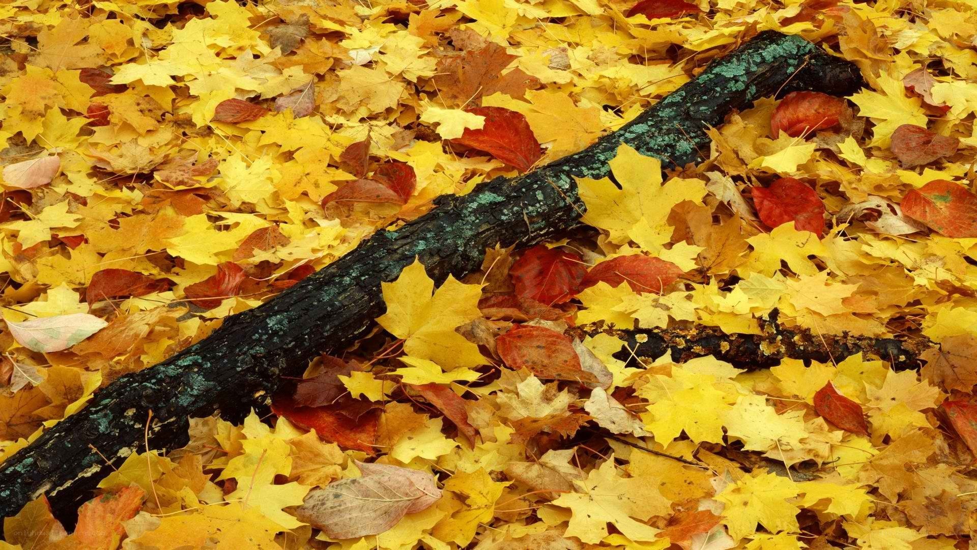 Autumn leaves and a fallen log