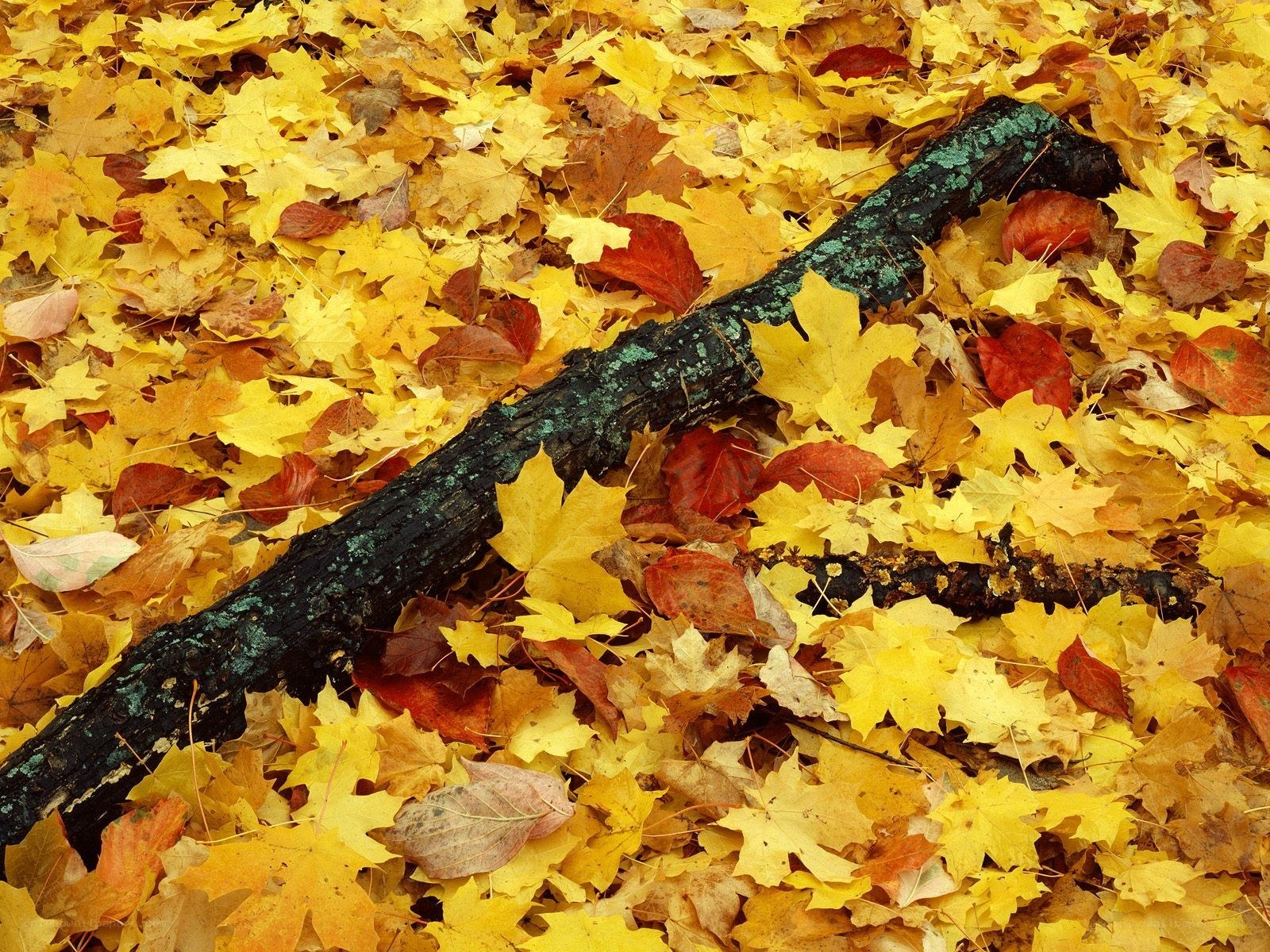 Autumn leaves and a fallen log