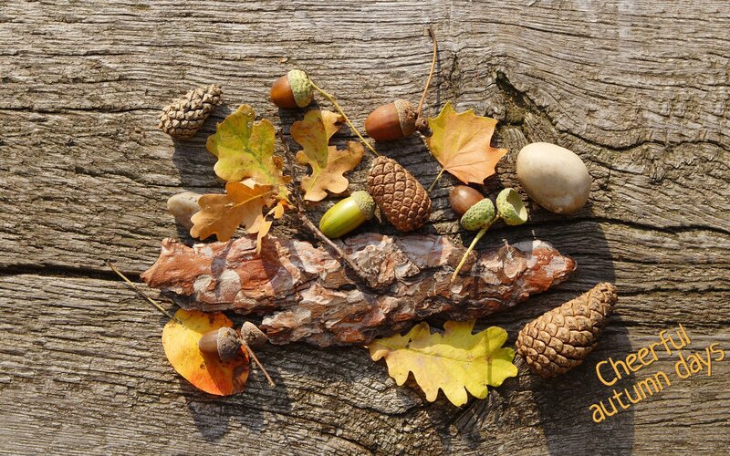 Autumn leaves and acorns