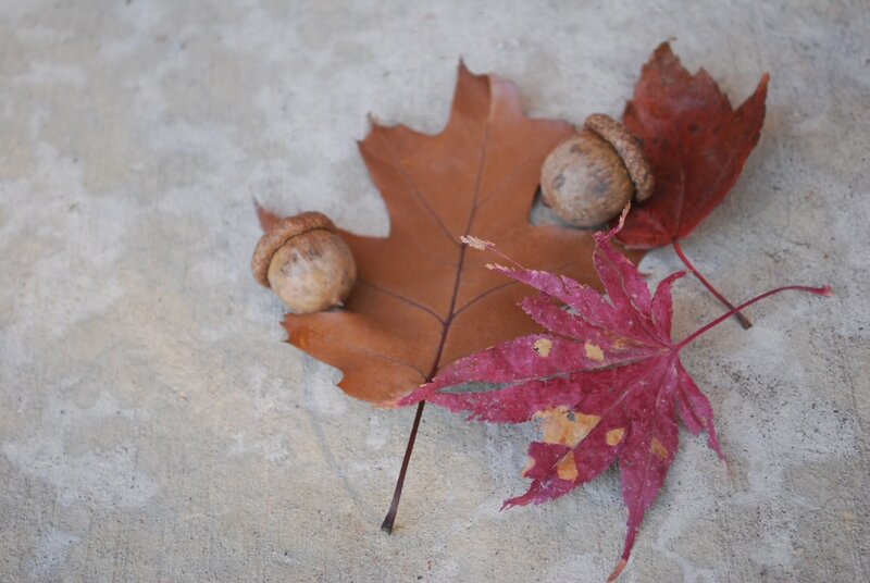 Autumn Leaves and Acorns — Brown, Calm, Photograph