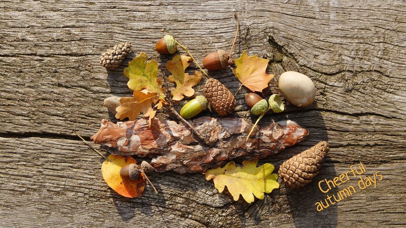 Autumn Leaves and Acorns — Brown, Calm