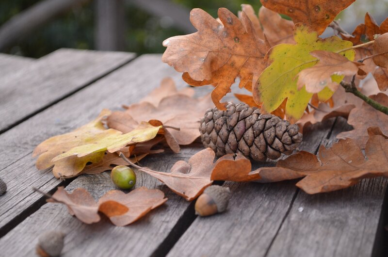 Autumn leaves and acorns on wood