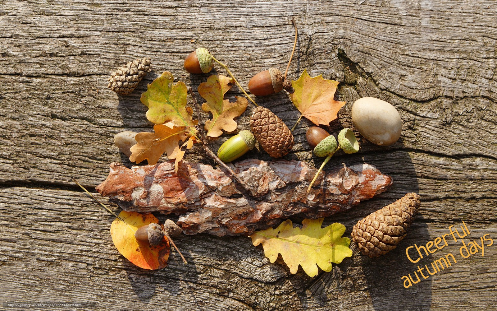 Autumn leaves and acorns