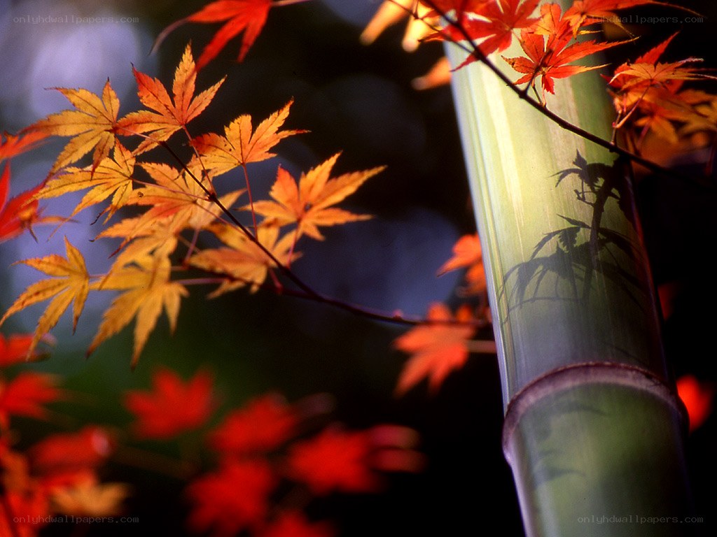 Autumn leaves and bamboo