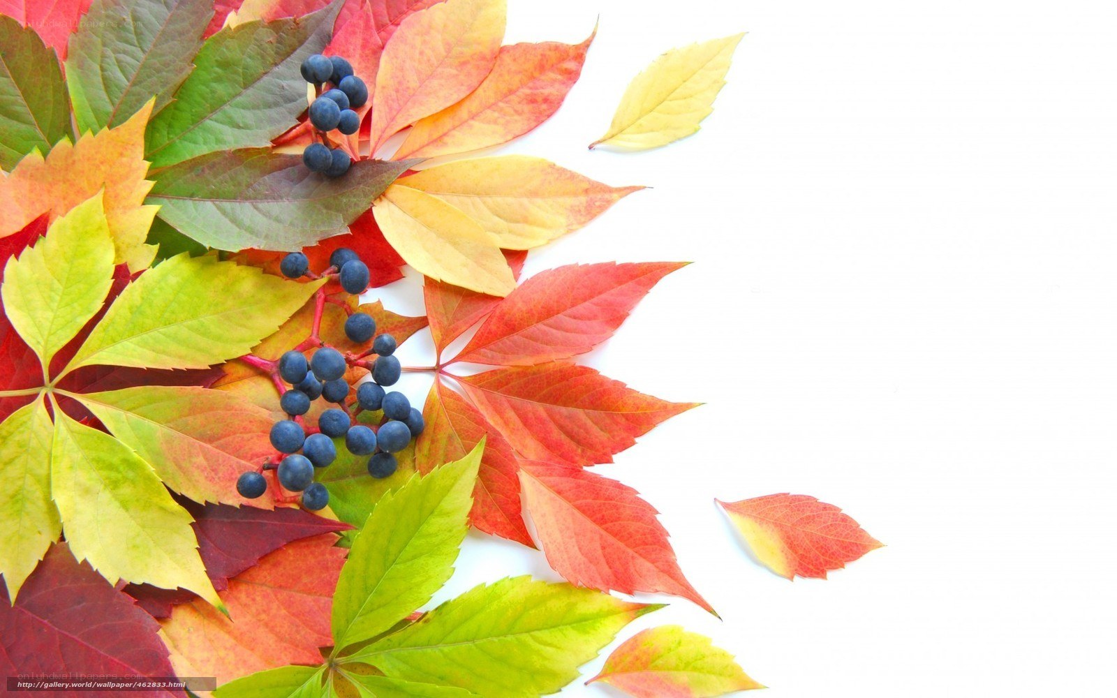 autumn leaves and berries