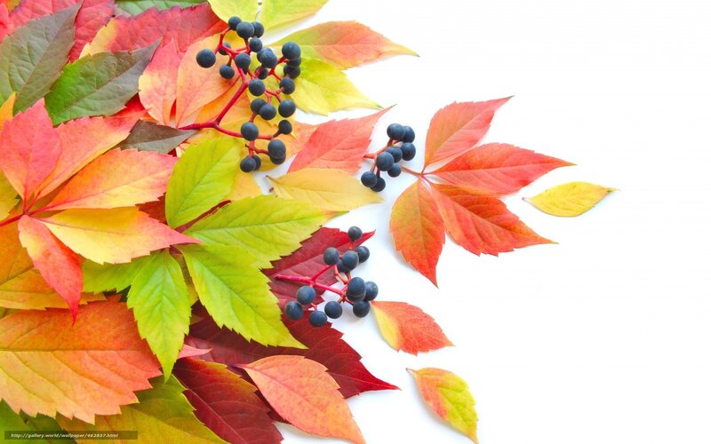 autumn leaves and berries