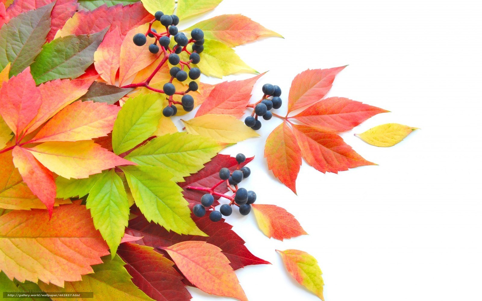 autumn leaves and berries