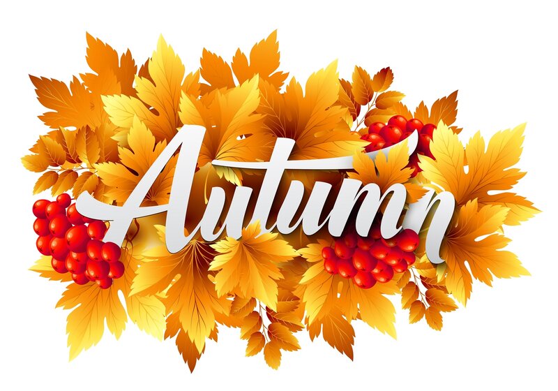 Autumn Leaves and Berries — Orange, Festive, Vector Art
