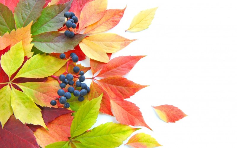 Autumn Leaves and Berries — Red, Calm, Photograph, White Background