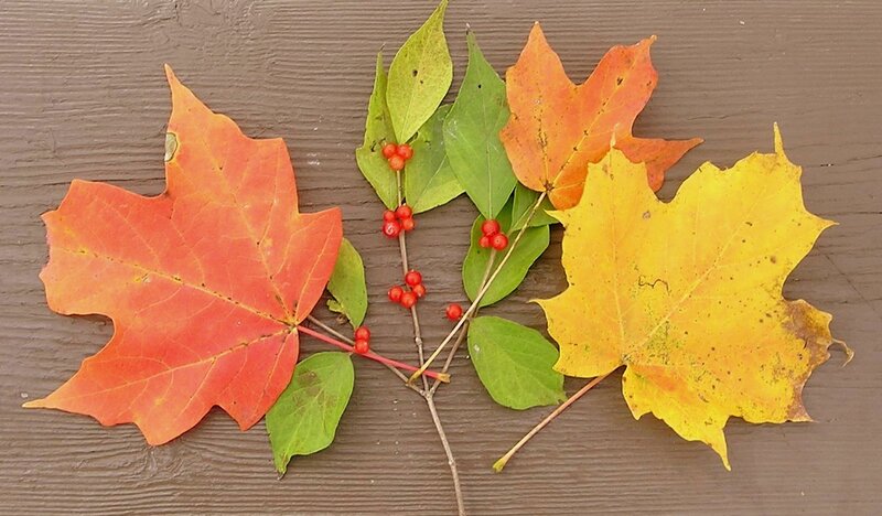 Autumn Leaves and Berries — Red, Calm