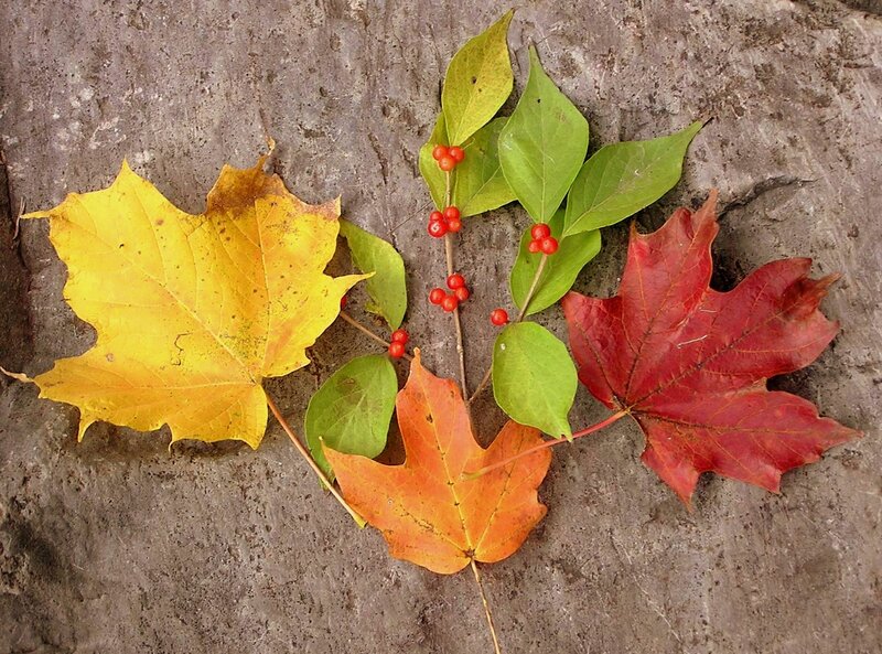 Autumn Leaves and Berries — Yellow