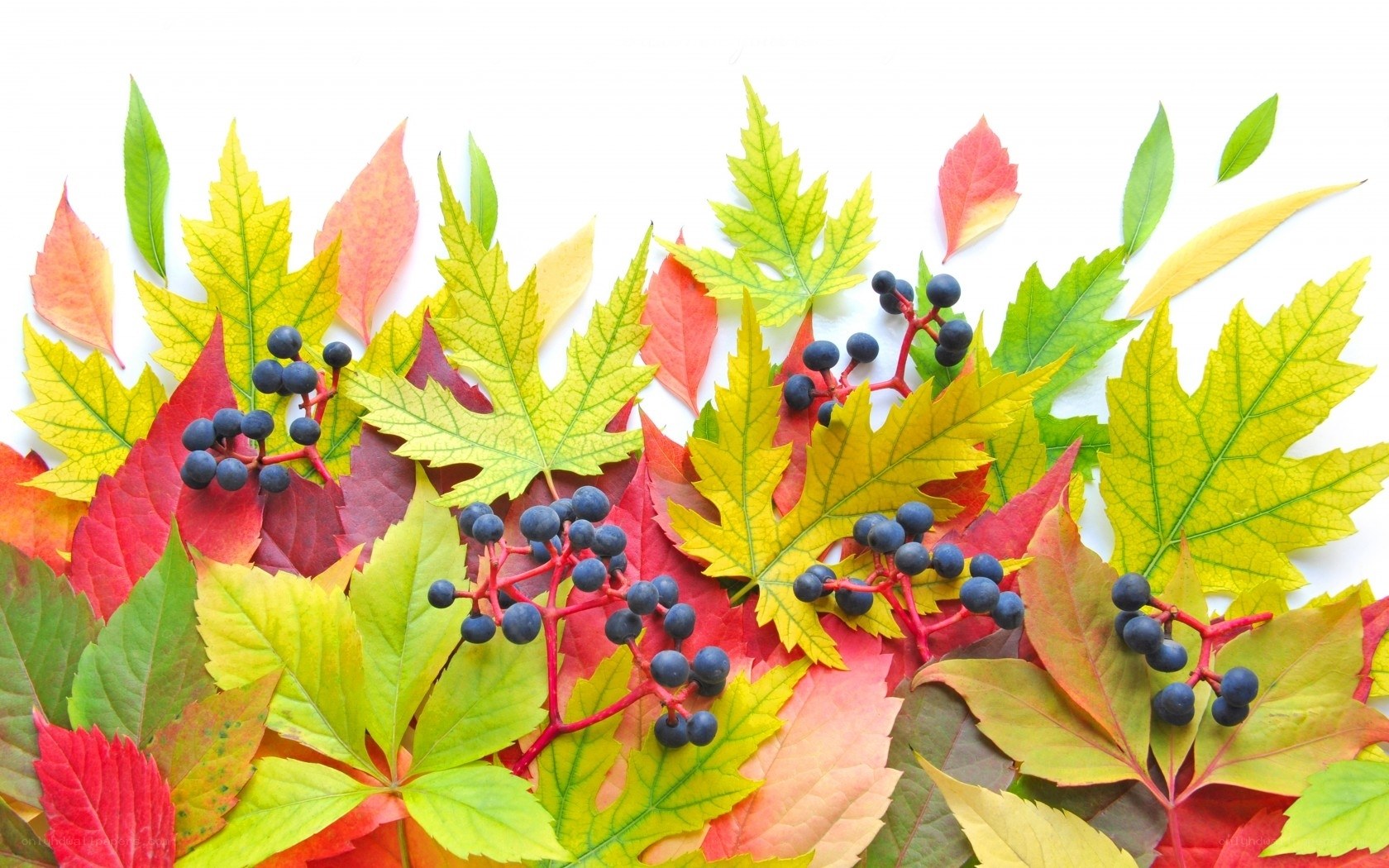 autumn leaves and berries