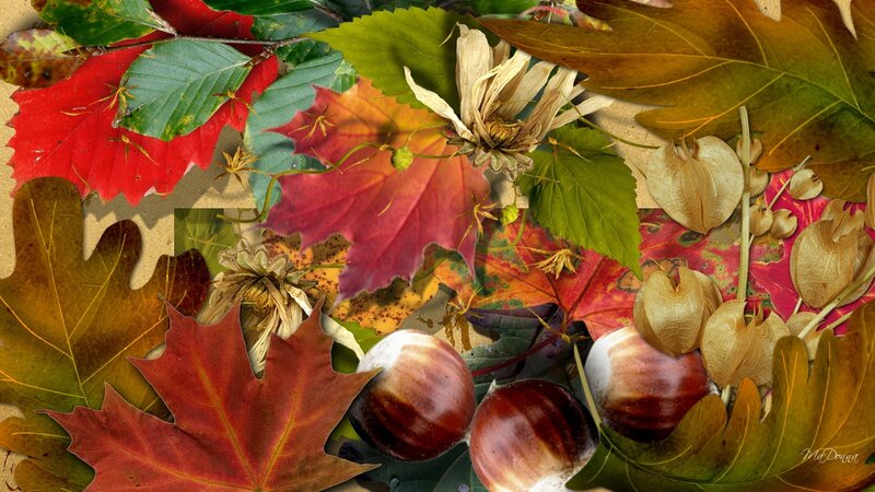autumn leaves and chestnuts collage