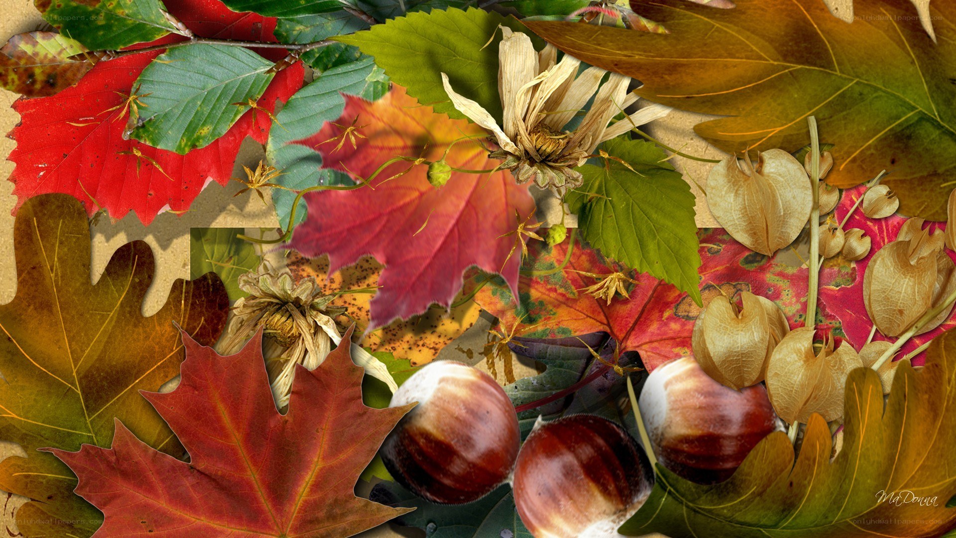 autumn leaves and chestnuts collage