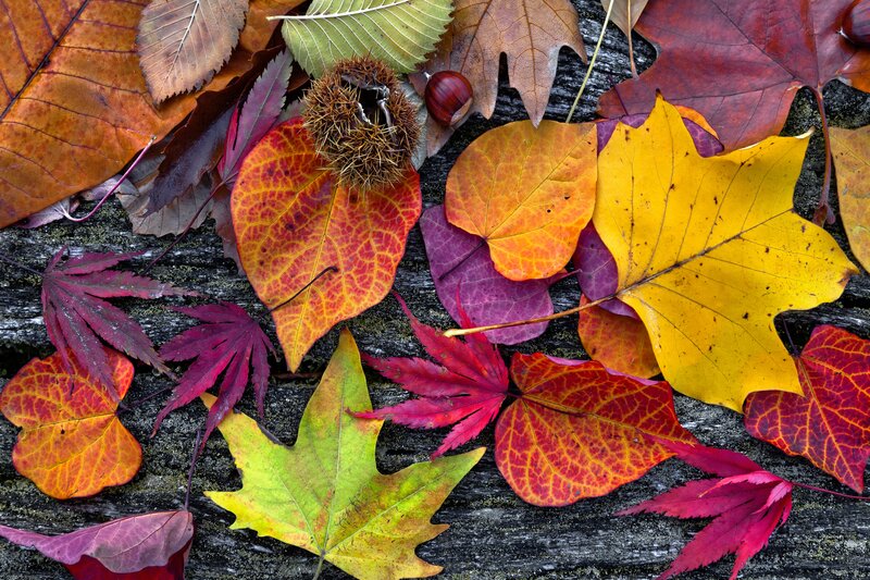 Autumn Leaves and Chestnuts — Red, Calm