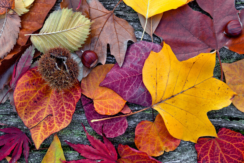 Autumn Leaves and Chestnuts — Yellow