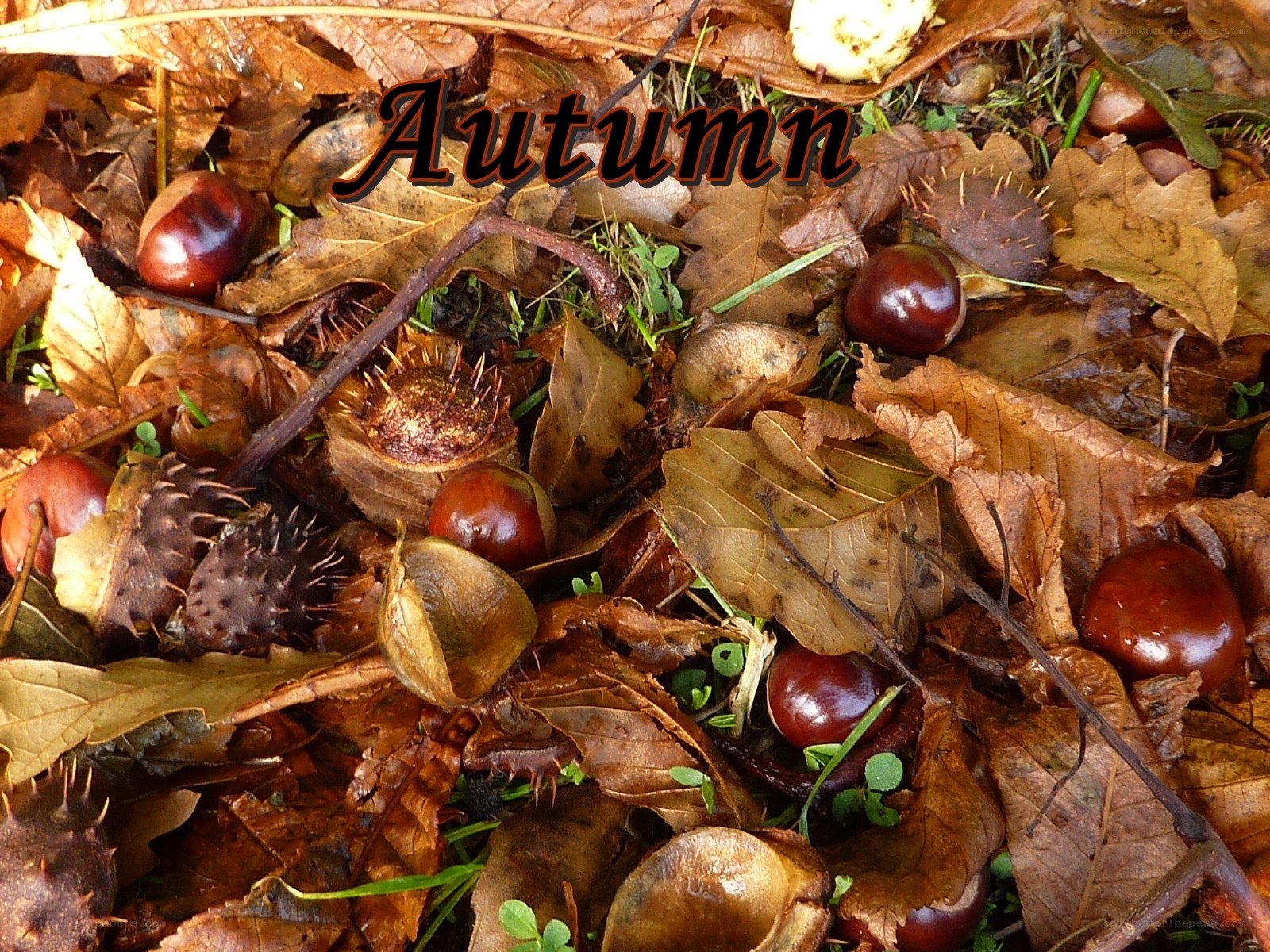 Autumn leaves and chestnuts