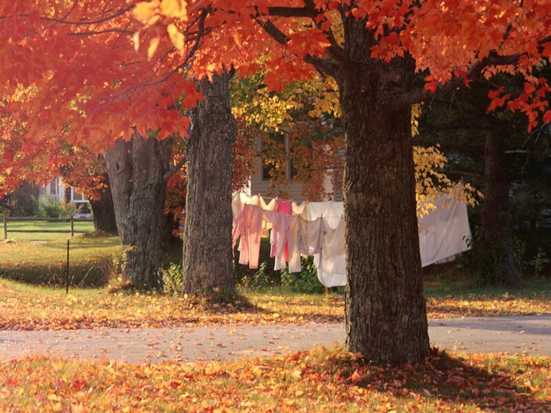 Autumn leaves and clothesline