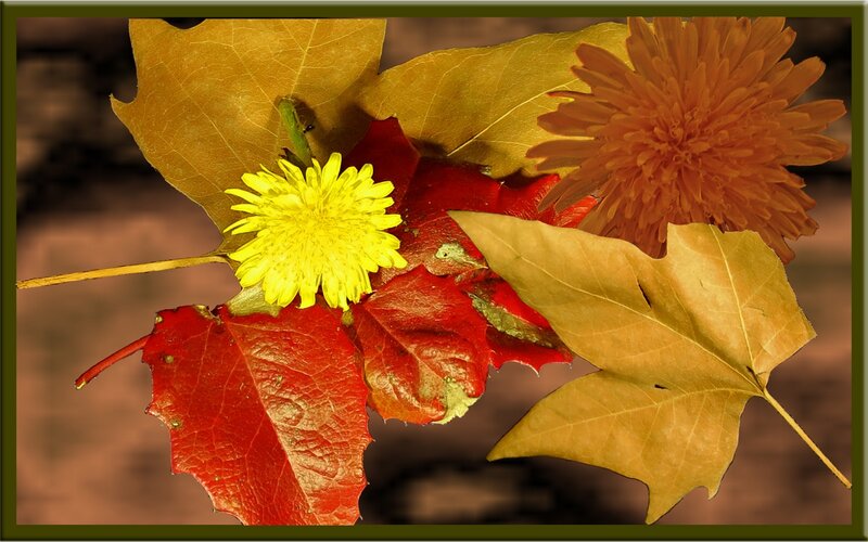 Autumn Leaves and Dandelions