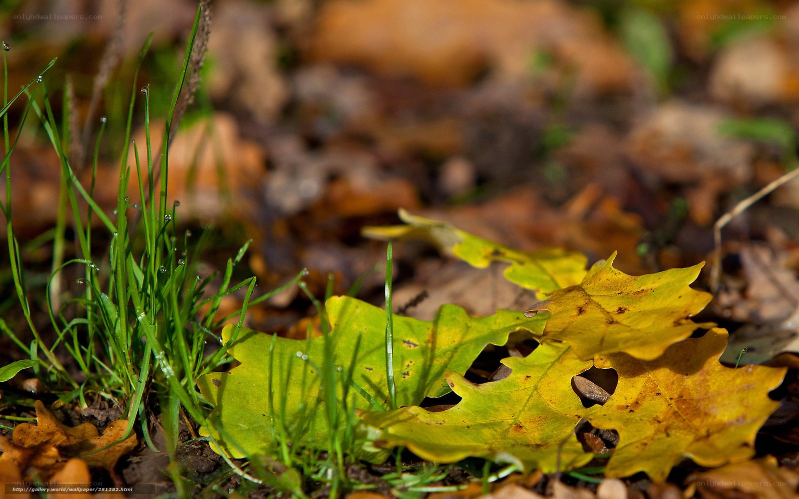 Autumn leaves and dewy grass