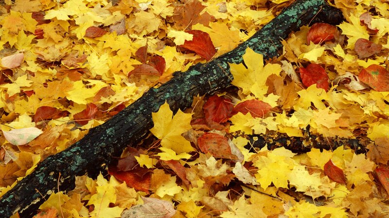 Autumn leaves and fallen branch