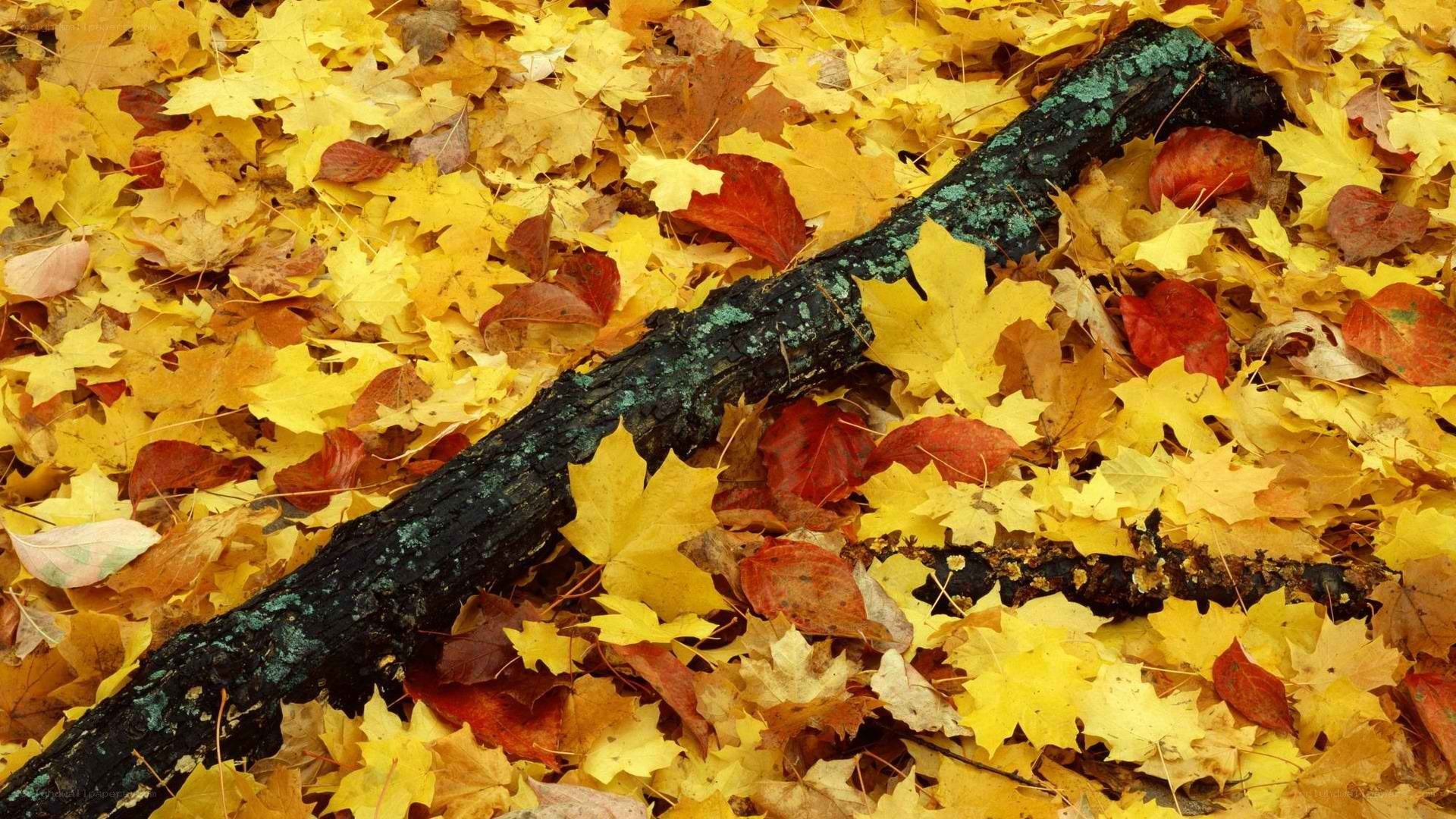 Autumn leaves and fallen branch