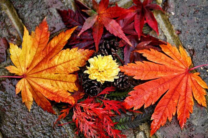 Autumn Leaves and Flower