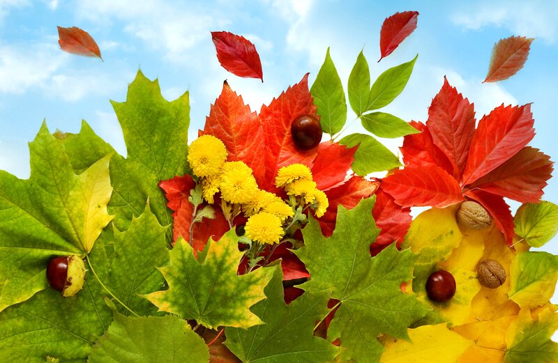 Autumn Leaves and Flowers — Red, Vibrant