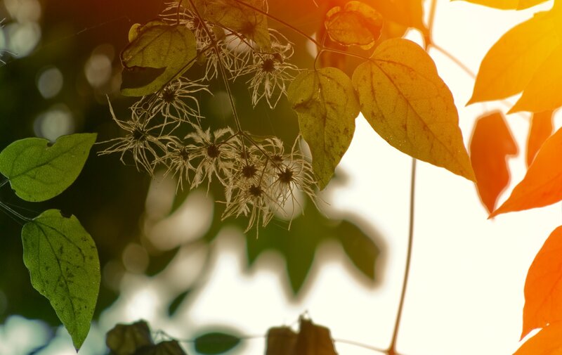 Autumn Leaves and Flowers — Yellow, Serene, Photograph