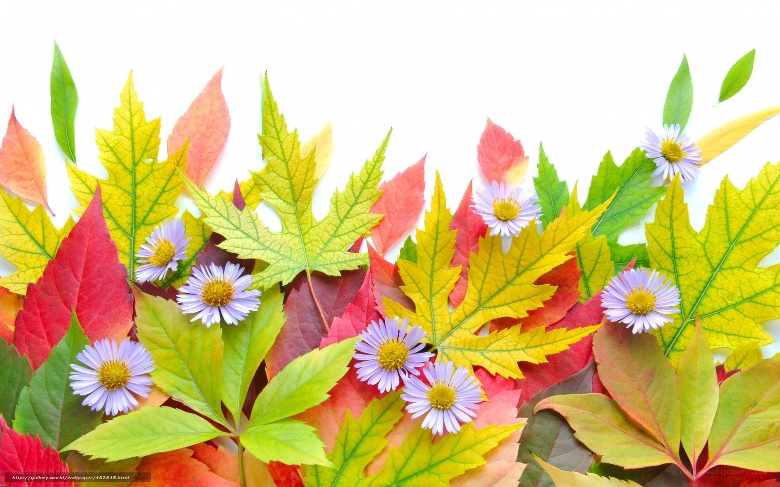 Autumn leaves and flowers
