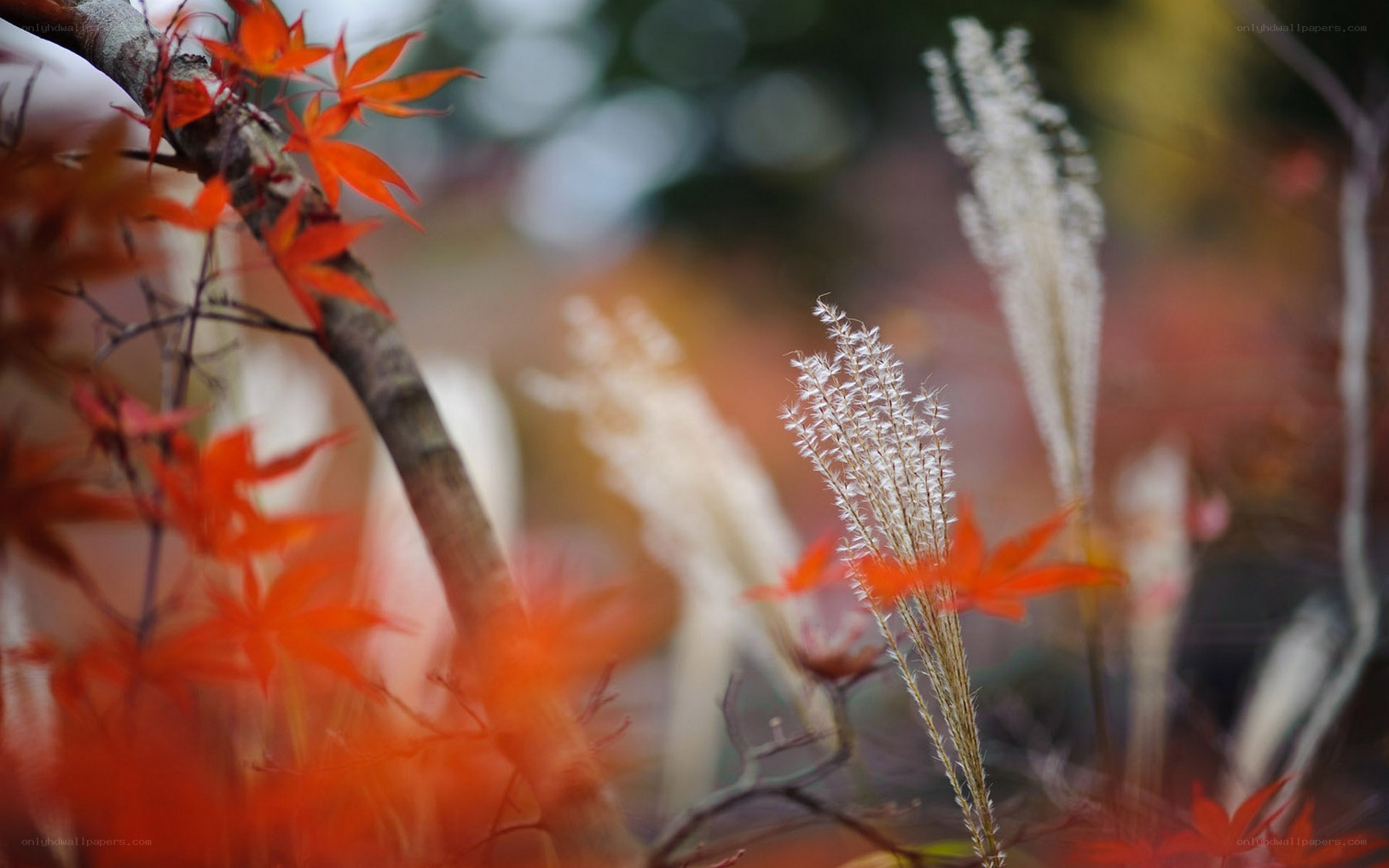 Autumn leaves and grasses