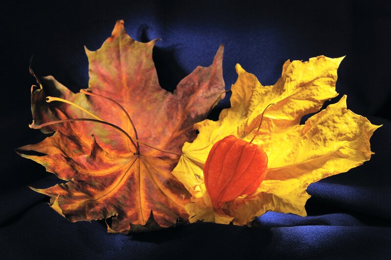 Autumn Leaves and Lantern — Yellow