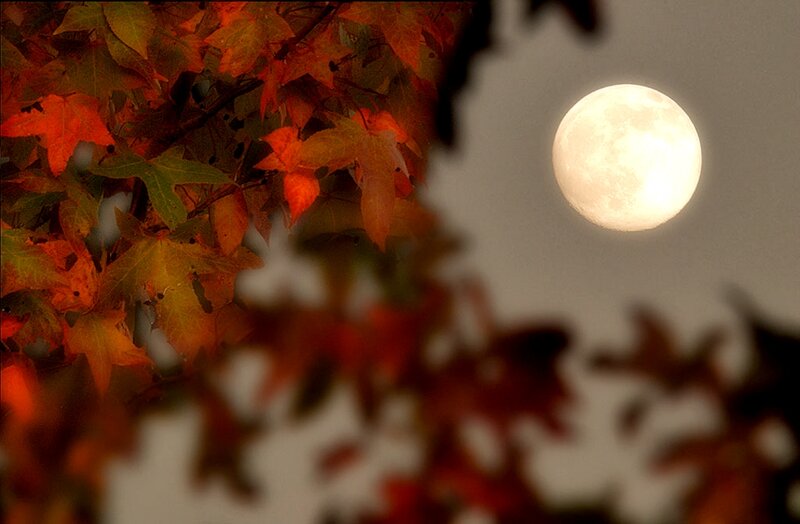 Autumn Leaves and Moon