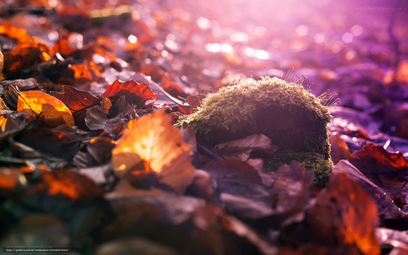 Autumn leaves and mossy stone