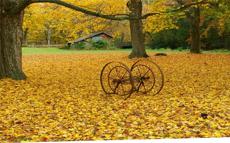 Autumn leaves and old wheels