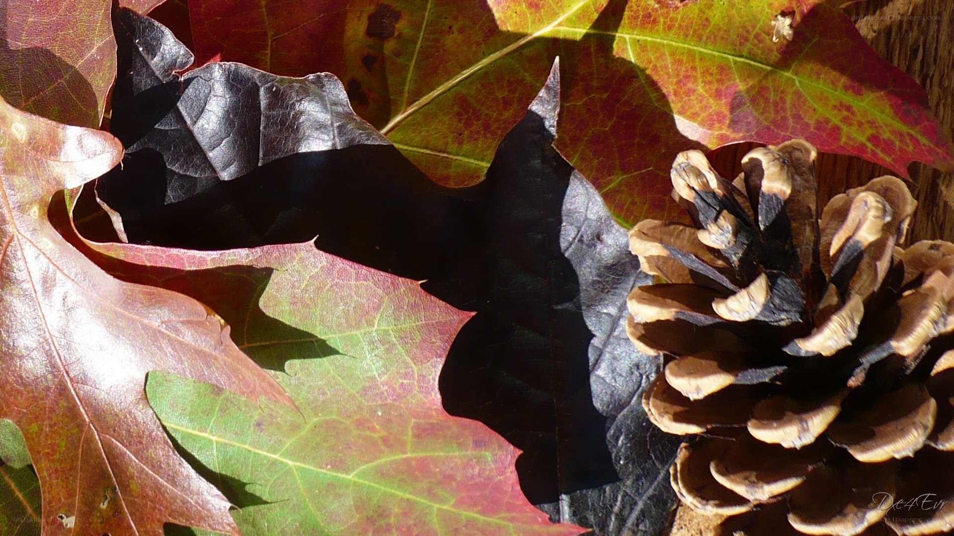 Autumn leaves and pinecone