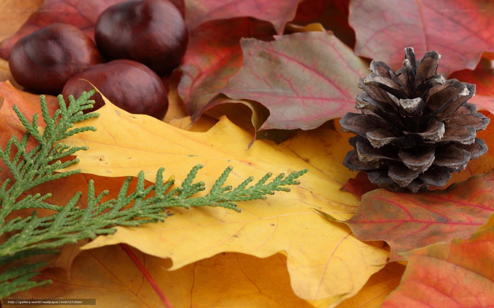 Autumn leaves and pinecone