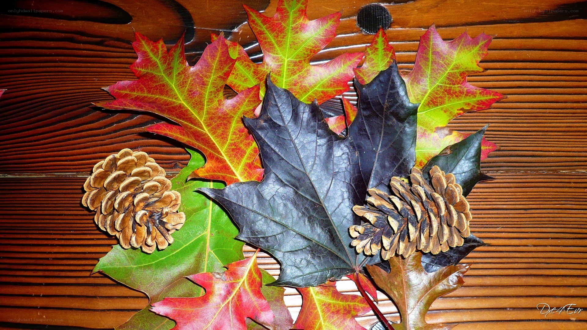 Autumn leaves and pinecones