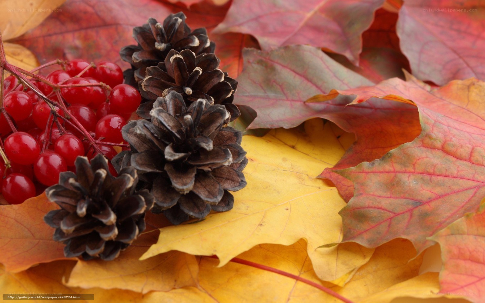 Autumn leaves and pinecones