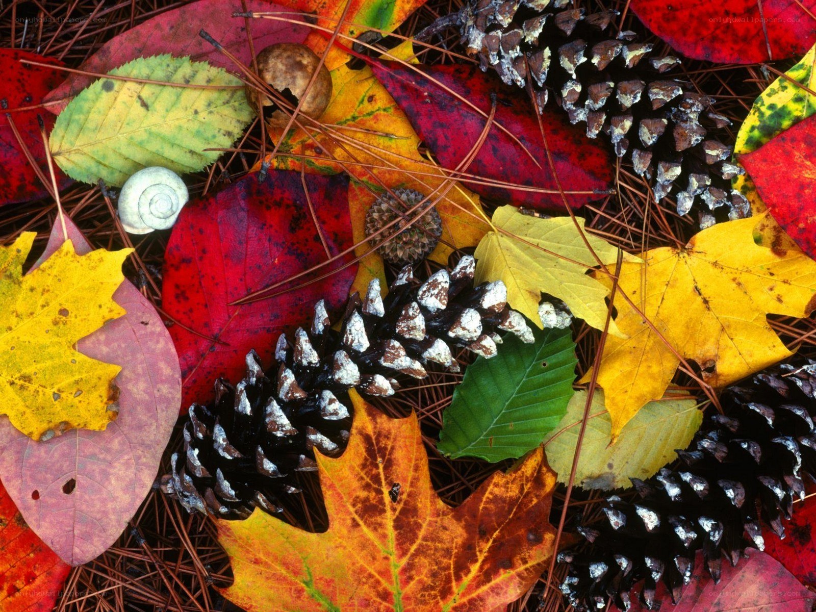 Autumn leaves and pinecones