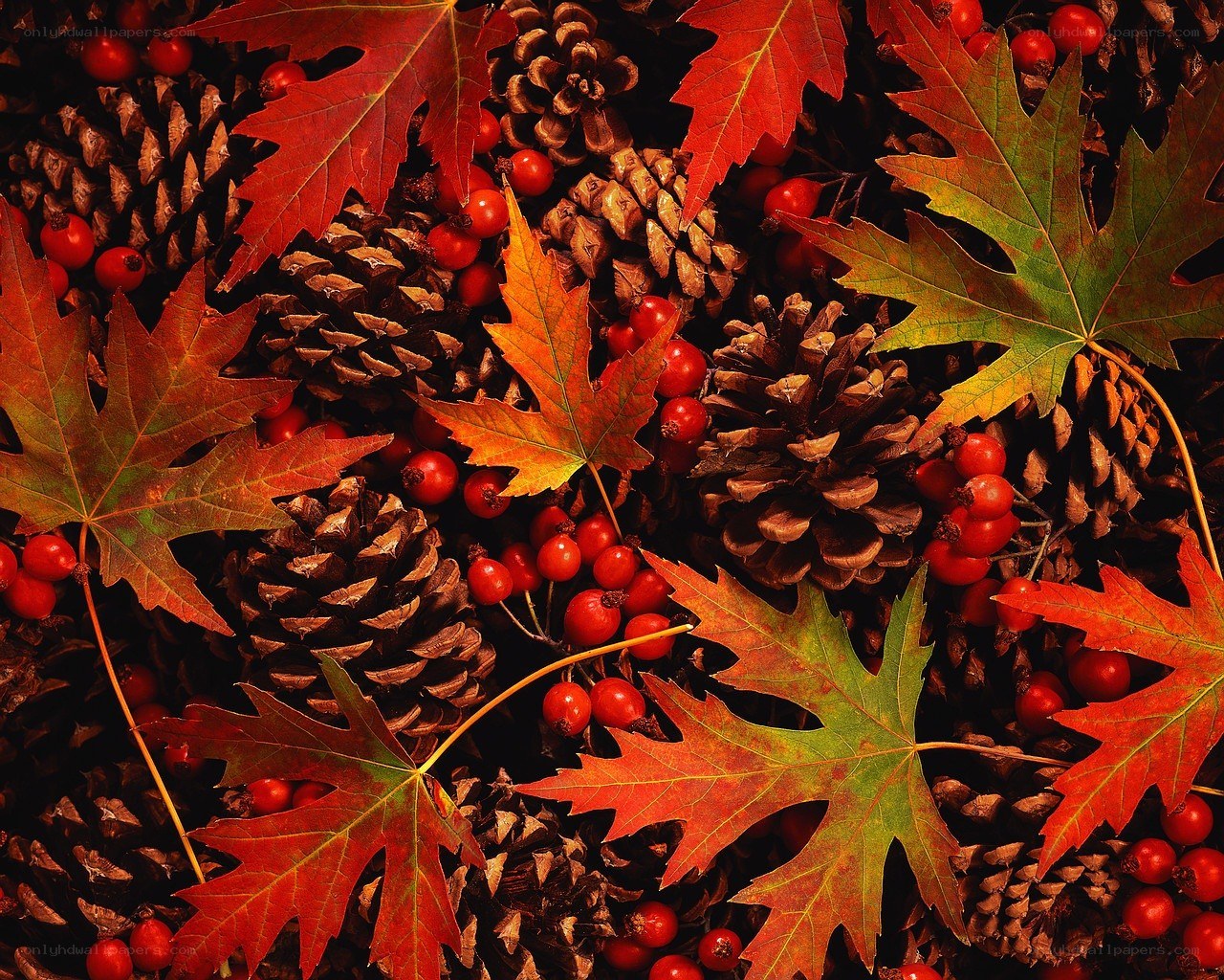 Autumn leaves and pinecones